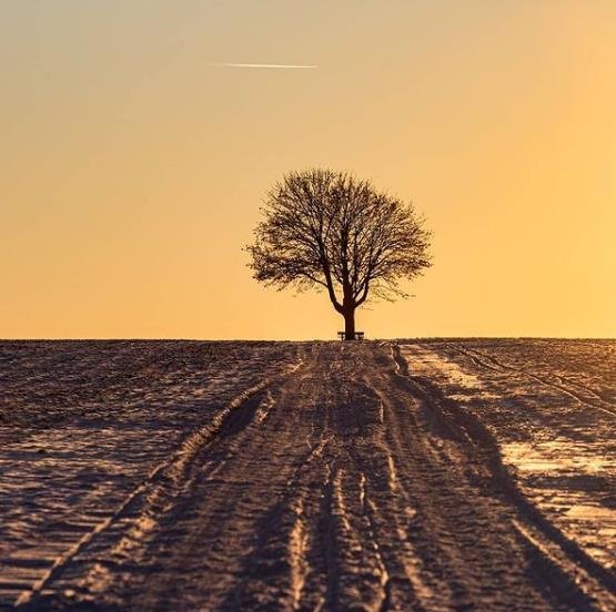 CANVA - Artist Edition